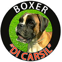 Boxerdicarsil | Allevamento di cani Boxer